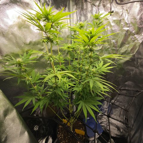 "Blockberry" #1 growlog timeline photo
