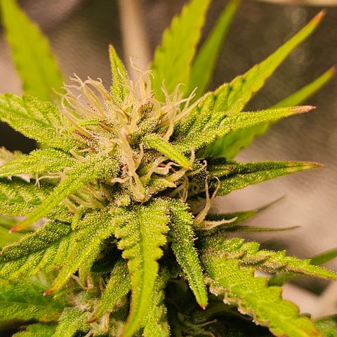 Runtz Auto #1 growlog timeline photo