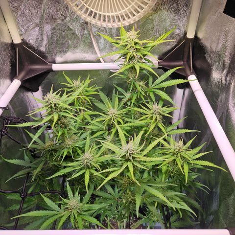 Runtz Auto #1 growlog timeline photo