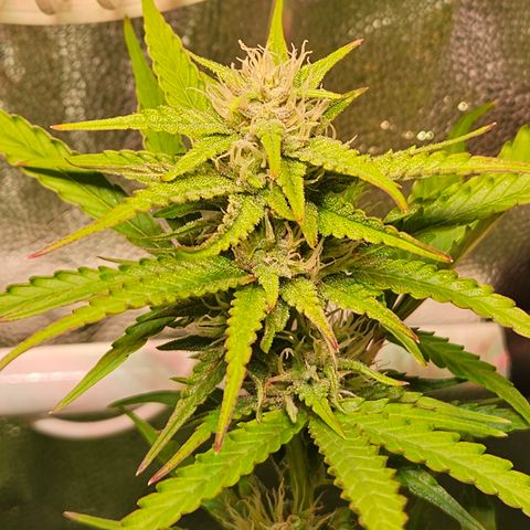 Runtz Auto #1 growlog timeline photo