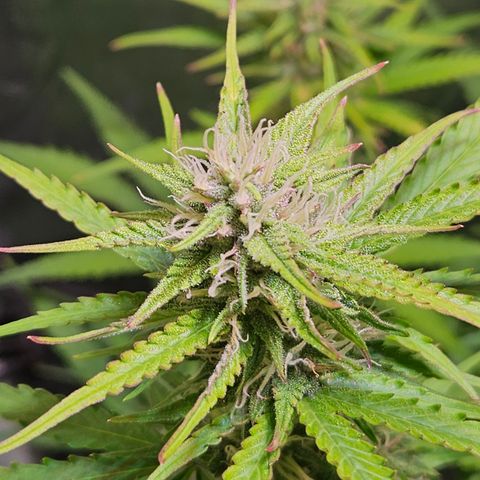 Runtz Auto #1 growlog timeline photo