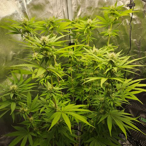 "Blockberry" #1 growlog timeline photo