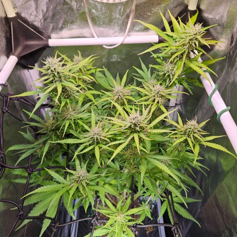 Runtz Auto #1 growlog timeline photo
