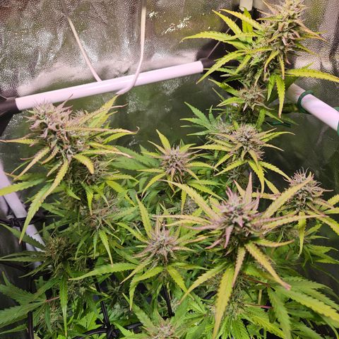 Runtz Auto #1 growlog timeline photo