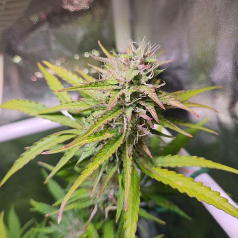 Runtz Auto #1 growlog timeline photo