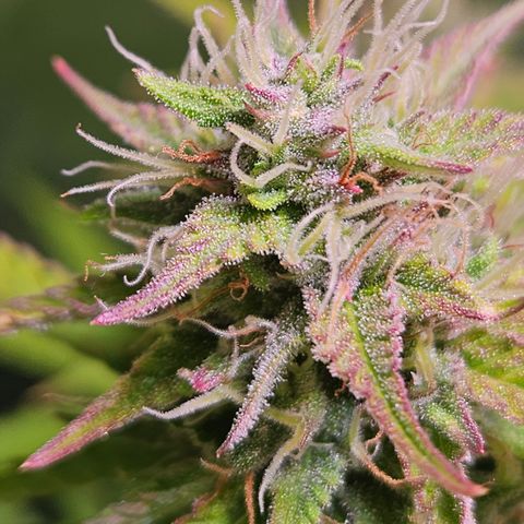 Runtz Auto #1 growlog timeline photo