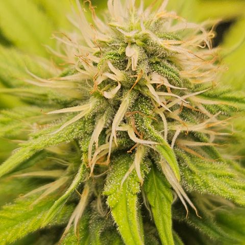 "Blockberry" #1 growlog timeline photo