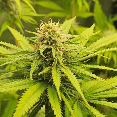 "Blockberry" #1 growlog timeline photo
