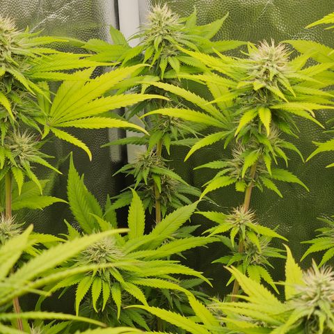 "Blockberry" #1 growlog timeline photo