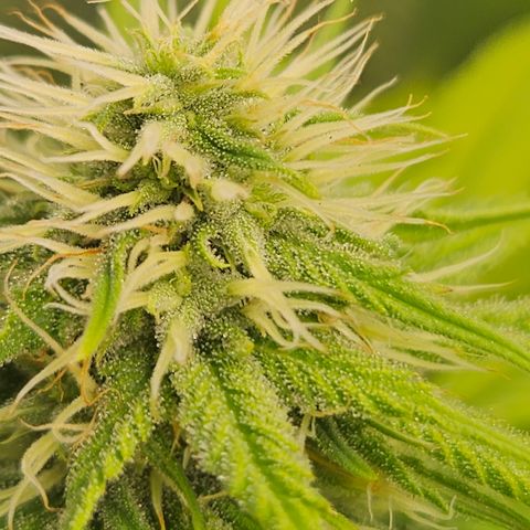 "Blockberry" #1 growlog timeline photo