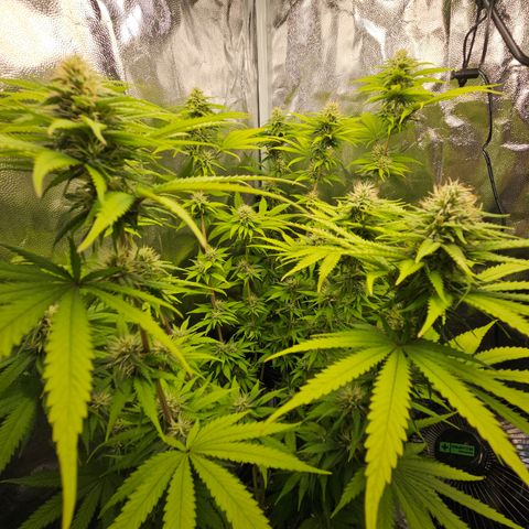 "Blockberry" #1 growlog timeline photo