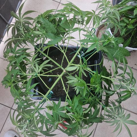 "Blockberry" #2 growlog timeline photo