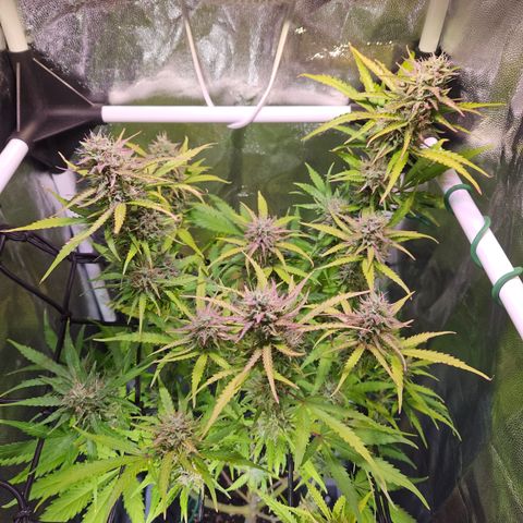 Runtz Auto #1 growlog timeline photo