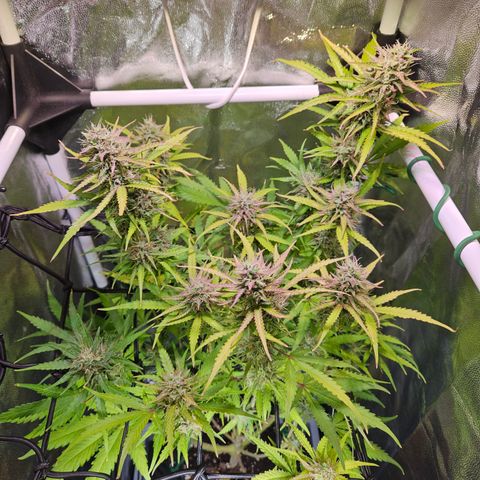 Runtz Auto #1 growlog timeline photo