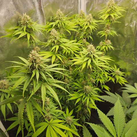 "Blockberry" #1 growlog timeline photo