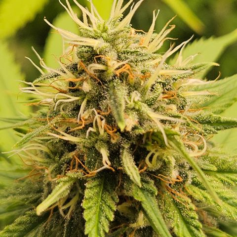 "Blockberry" #1 growlog timeline photo