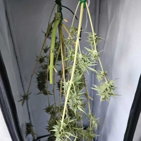 Runtz Auto #1 growlog timeline photo