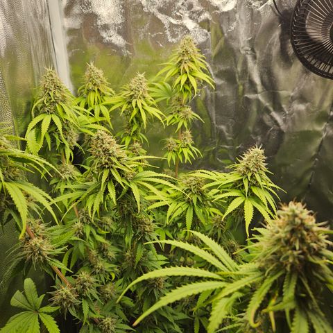 "Blockberry" #1 growlog timeline photo