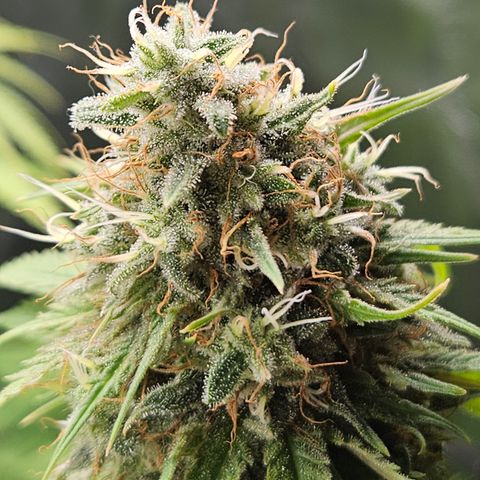 "Blockberry" #1 growlog timeline photo