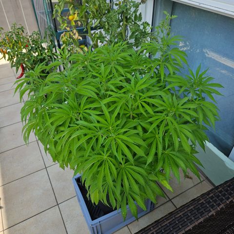 "Blockberry" #2 growlog timeline photo