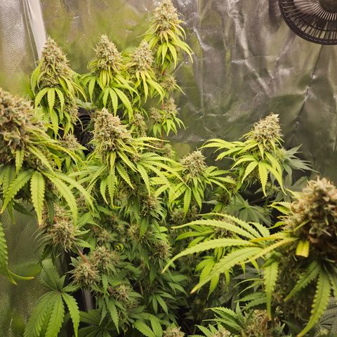 "Blockberry" #1 growlog timeline photo