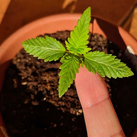 Петр growlog photo: Пересадка