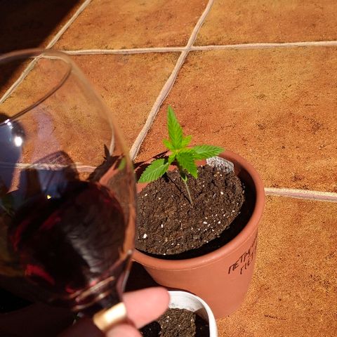 Петр growlog photo: Выкинул второй ярус
