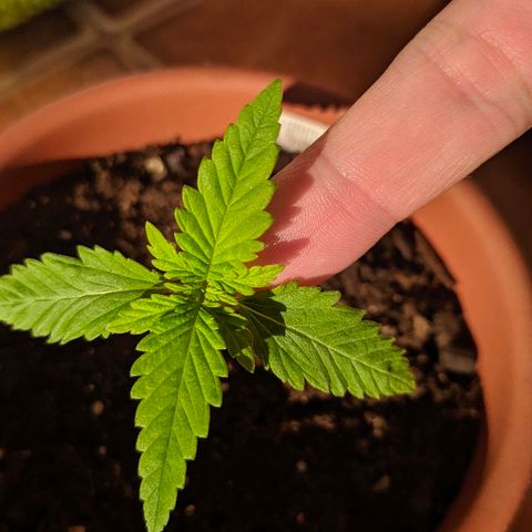Петр growlog photo: Выкинул второй ярус