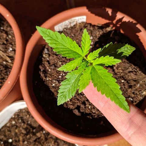 Петр growlog photo: Ростем 