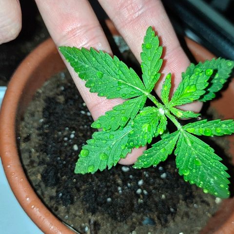 Петр growlog photo: Получил железом по листьям