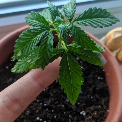 Петр growlog photo: Ростем,вода из пульвика