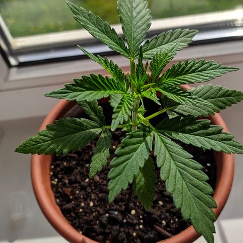 Петр growlog photo: 15-16 растем 