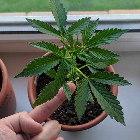 Петр growlog photo: 15-16 растем 