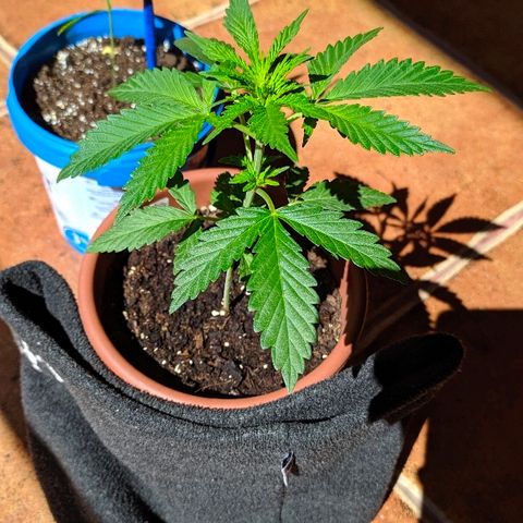 Петр growlog photo: Загораем 