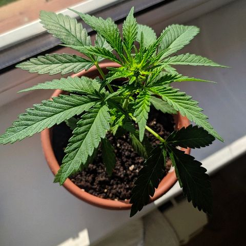 Петр growlog photo: Первый признак шышки 