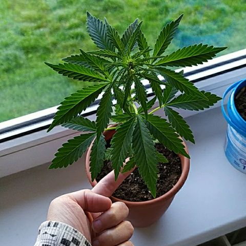 Петр growlog photo: Относительно большие и сильные 