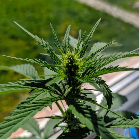 Петр growlog photo: Шишка встала