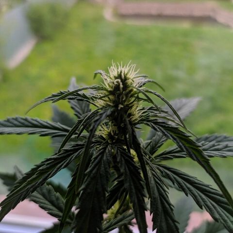 Петр growlog photo: Мохнатка