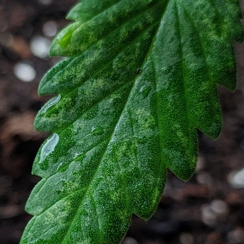 Петр growlog photo: Пересадка на днях, наяат процес отмерания нижних листьев 