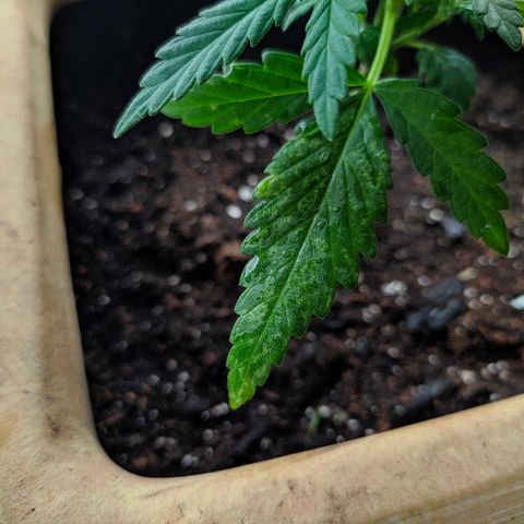 Петр growlog photo: Пересадка на днях, наяат процес отмерания нижних листьев 