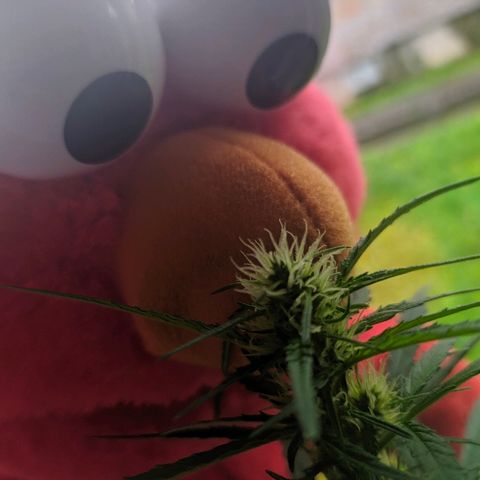 Петр growlog photo: А пахне як