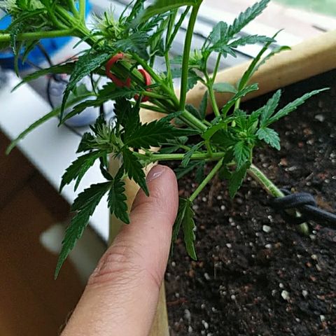 Петр growlog photo: Лоу стресс тренинг в деле 