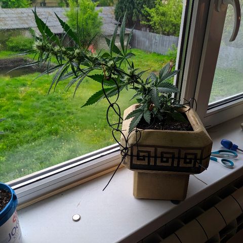 Петр growlog photo: Лоу стресс тренинг в деле 