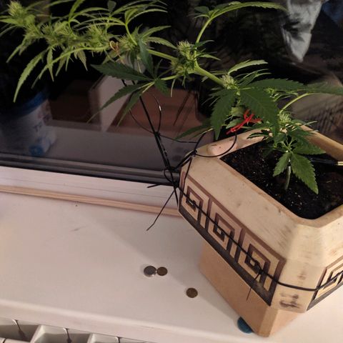 Петр growlog timeline photo