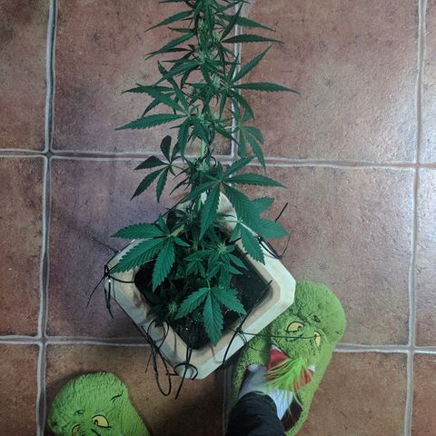 Петр growlog photo: Выглядит лучше после загина 