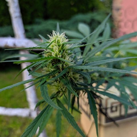 Петр growlog photo: Ростем 