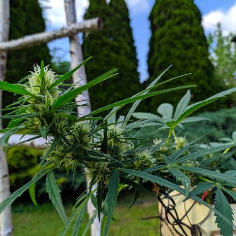 Петр growlog photo: Ростем 