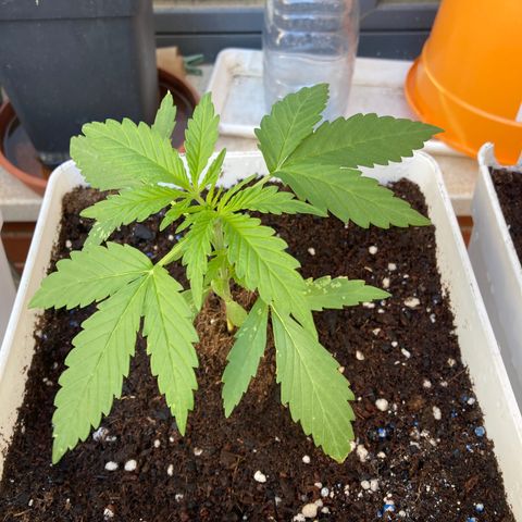 Cream Mandarine XXL auto growlog timeline photo