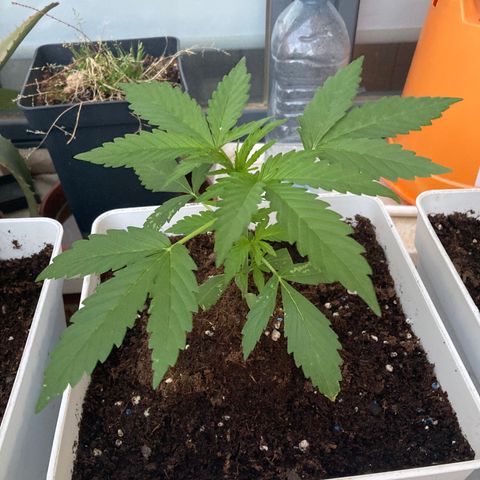 Cream Mandarine XXL auto growlog timeline photo