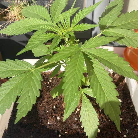Cream Mandarine XXL auto growlog timeline photo